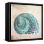 Shell Type II-null-Framed Stretched Canvas