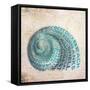 Shell Type II-null-Framed Stretched Canvas