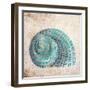 Shell Type II-null-Framed Art Print