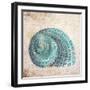 Shell Type II-null-Framed Art Print