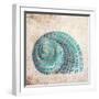 Shell Type II-null-Framed Art Print