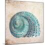 Shell Type II-null-Mounted Art Print