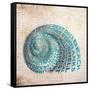 Shell Type II-null-Framed Stretched Canvas