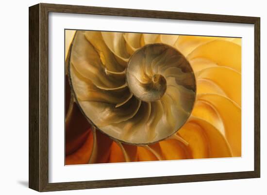 Shell-null-Framed Photographic Print