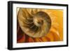 Shell-null-Framed Photographic Print