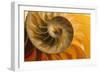 Shell-null-Framed Photographic Print