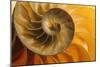 Shell-null-Mounted Photographic Print
