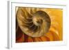 Shell-null-Framed Photographic Print