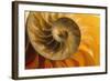 Shell-null-Framed Photographic Print