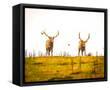 Framed Canvas