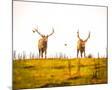 Wood Mount