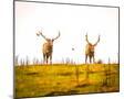 Wood Mount