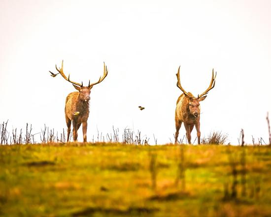 Photo, , large