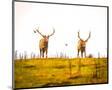 Wood Mount