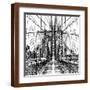 Brown Frame