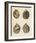 Shellfish, Oysters-null-Framed Art Print