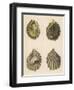 Shellfish, Oysters-null-Framed Art Print