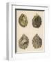 Shellfish, Oysters-null-Framed Art Print