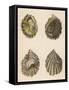 Shellfish, Oysters-null-Framed Stretched Canvas