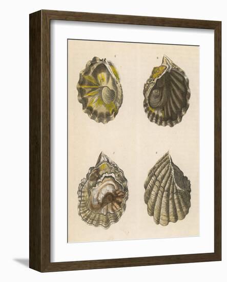 Shellfish, Oysters-null-Framed Art Print