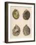 Shellfish, Oysters-null-Framed Art Print