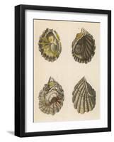 Shellfish, Oysters-null-Framed Art Print