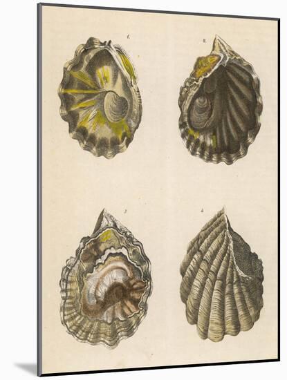Shellfish, Oysters-null-Mounted Art Print