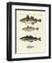 Shellfish-null-Framed Giclee Print