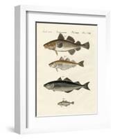 Shellfish-null-Framed Giclee Print