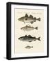 Shellfish-null-Framed Giclee Print