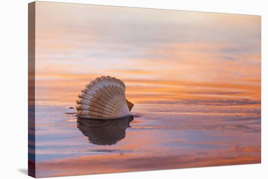 Shellflection-Chris Moyer-Stretched Canvas