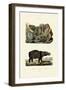 Shells, 1833-39-null-Framed Premium Giclee Print