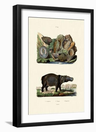 Shells, 1833-39-null-Framed Premium Giclee Print