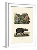 Shells, 1833-39-null-Framed Giclee Print