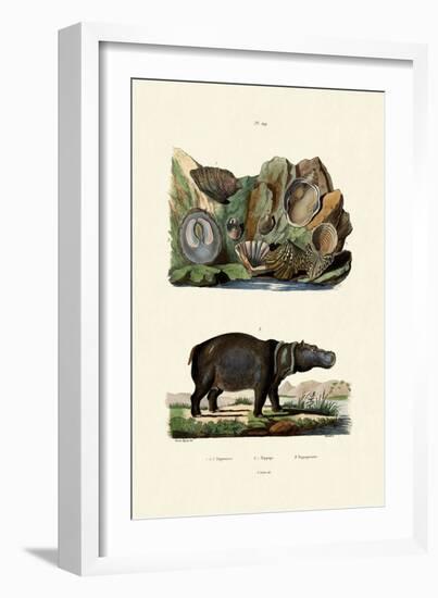 Shells, 1833-39-null-Framed Giclee Print