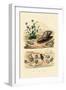 Shells, 1833-39-null-Framed Giclee Print