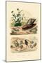 Shells, 1833-39-null-Mounted Giclee Print