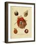 SHELLS #1-R NOBLE-Framed Photographic Print