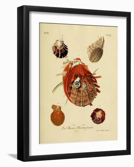 SHELLS #1-R NOBLE-Framed Photographic Print
