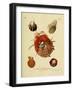 SHELLS #1-R NOBLE-Framed Photographic Print