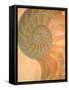 Shells 2-Doug Chinnery-Framed Stretched Canvas