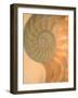 Shells 2-Doug Chinnery-Framed Photographic Print