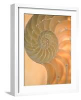 Shells 2-Doug Chinnery-Framed Photographic Print