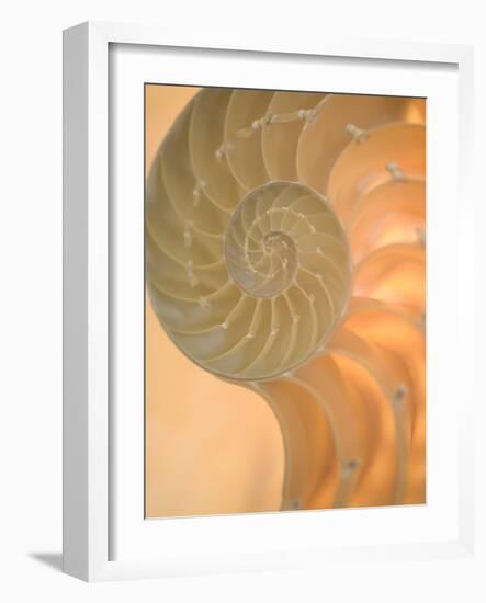 Shells 2-Doug Chinnery-Framed Photographic Print