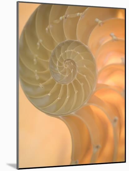 Shells 2-Doug Chinnery-Mounted Photographic Print