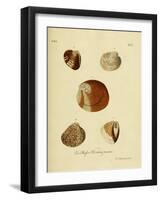 SHELLS #2-R NOBLE-Framed Photographic Print