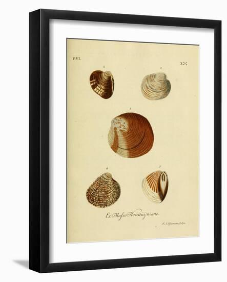 SHELLS #2-R NOBLE-Framed Photographic Print