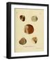 SHELLS #2-R NOBLE-Framed Photographic Print