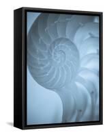 Shells 3-Doug Chinnery-Framed Stretched Canvas