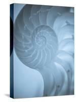 Shells 3-Doug Chinnery-Stretched Canvas